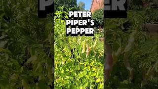 Peter Piper a WHITE Pepper for You 🌶🌶 [upl. by Hayman]