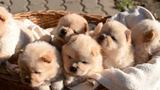 4 weeks old chowchow puppies [upl. by Timmons]