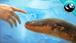 What Happens If You Touch Electric eels Deadliest Electric Fish [upl. by Deanne]