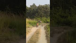 Jim Corbett National park nature wildlife jungle safari dhela zone Digha tiger video [upl. by Entsirhc]