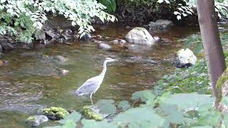 Grey Heron fishing Barvick Burn Crieff Scotland [upl. by Goggin839]