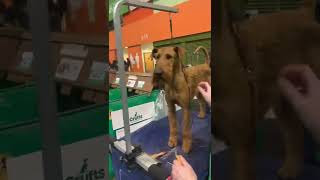 Irish terriers at Crufts 2022 👍 [upl. by Aerdied608]