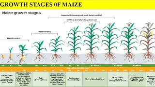 Growth stages of Maize  different stages are covered in detailed  in Maize plant important [upl. by Drofnil598]