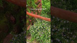 Beautiful Cuphea Hyssopifolia in Full Bloom 🌸  Darjeelings Floral Charm floweringplant garden [upl. by Boatwright]