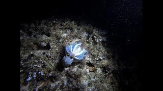 Les chasseurs de la nuit sous marine [upl. by Vanni]