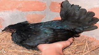 chicken sound  kadaknath murgi ande dene ke bad kese abaj karti hai😲 [upl. by Osicran450]