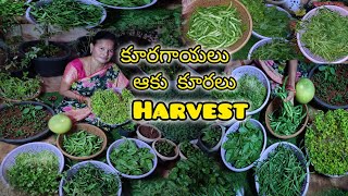 🌱కూరగాయలు ఆకు కూరలు🌿HARVEST [upl. by Teak]