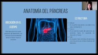 Anatomia del Páncreas  2do [upl. by Olotrab]