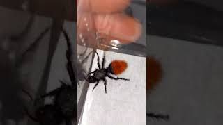 FOUND AN AWESOME NEW BUG Dasymutilla klugi a velvet ant in central Texas bug encounter insect [upl. by Hardan780]