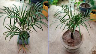 Dypsis lutescens का पौधा नर्सरी से लाने के बाद गमले में लगाने का सही तरीका Best Gardening Tips [upl. by Rivalee]