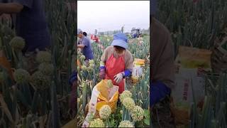 Amazing China Onion Farming 😲 agriculture china farming [upl. by Gnol991]