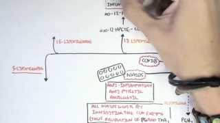 Part II  Aracidonic Acid Metabolites [upl. by Elacim]