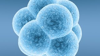 Blastocysts  5 Things IVF Patients Should Know [upl. by Yeh666]