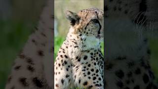 Peregrine Falcon Acinonyx Cheetah colubris Antelopes Springbok Panthera snow leopard [upl. by Mahmud538]