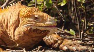 Land Iguanas of Galápagos [upl. by Horgan]