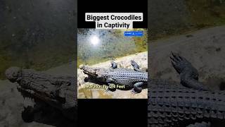 Some of the Biggest Crocodile s in Captivity shorts short [upl. by Juta386]