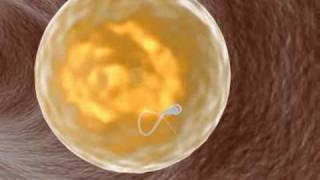 ReproductionZygote in fecundation process [upl. by Ettevy]