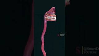 Esophagus  The digestive system [upl. by Imled]