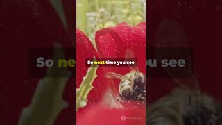 The Untold Story of Male Bees  Shocking and Bizarre [upl. by Nodnol]