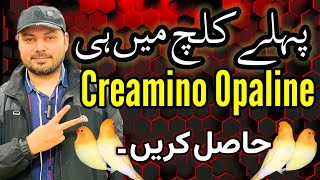 Creamino Opaline  پہلے ہی کلچ میں کریمینو اوپلائن  Love bird  Albino Opaline  Welcome Aviary [upl. by Lyndsie273]