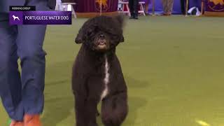 Portuguese Water Dogs  Breed Judging 2024 [upl. by Rentsch117]