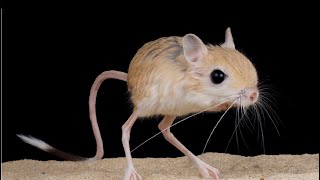 The Jerboa Life and Intriguing Facts  animal deep life [upl. by Bilow103]