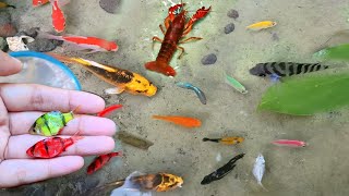 finding ornamental fish koi fish Koki fish catfish betta fish Molly fish Fish video [upl. by Olympie]