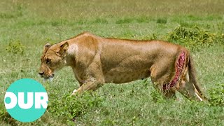 Warthog Almost Kills Pregnant Lion  Our World [upl. by Lonni609]