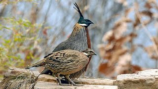 Koklass pheasant Pucrasia macrolopha male and female [upl. by Amikehs846]