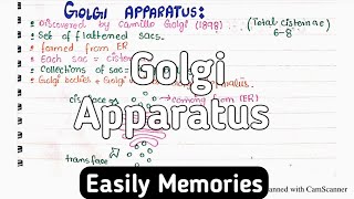 Golgi Apparatus Structure And Functions  Class 11 Biology [upl. by Ynttirb990]