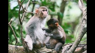 Rhesus Monkeys of Santiago Island Puerto Rico  1966 [upl. by Eninnej]