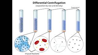 Subcellular Fractionation [upl. by Merrili]