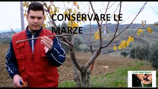 Come Conservare Marze Gemme da Innesto Piante [upl. by Adlihtam]