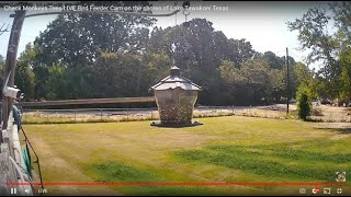 Check Monkeys Tees LIVE Bird Feeder Cam on the shores of Lake Tawakoni Texas [upl. by Mcgannon381]