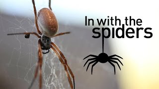 Get In With the Spiders at ZSL London Zoo [upl. by Windy]