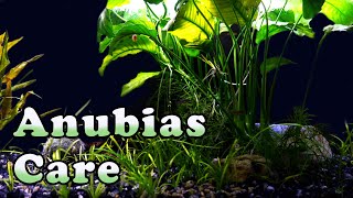 The BEST Aquatic Plant Ever Complete Guide To Anubias [upl. by Nitsrek]