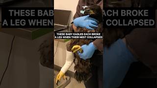 Eaglets injured in nest collapse rehabilitated and released [upl. by Weinstock181]