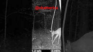 Late night snacking shorts trailcamera deer trailcam CKAMERICA [upl. by Enovad]