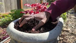 Planting heuchera in containers [upl. by Byrn]