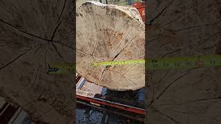 Giant Oregon White Oak Log log pnw trees salvage sawmill business whiteoak lumber wood pdx [upl. by Noellyn]