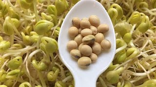 How To Sprout Soybeans  Cheap an Easy Method [upl. by Oisacin42]