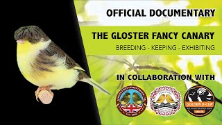 The Gloster Fancy Canary  Official Documentary [upl. by Lienaj]