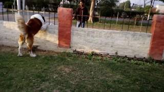 Fighting of a StBernard with Argentino dog [upl. by Auhsoj]