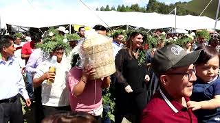 Así inició el XXIII Festival del Chile en Nogada en San Nicolás de los Ranchos Puebla [upl. by Bunder195]