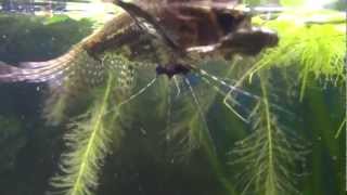 african butterfly fish eating crickets HD [upl. by Enrichetta]