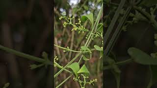 Rubia cordifolia Rakta ManjishtaKannada [upl. by Daphna]