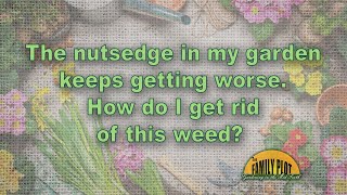 How do I get rid of nutsedge in my garden [upl. by Kalam]