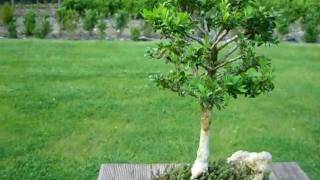 Bonsai Buxus semp arborescens Buchsbaum [upl. by Gersham]