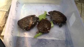 Two Subspecies Painted Wood Turtle Rhinoclemmys Pulcherrima [upl. by Giark729]