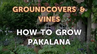 How to Grow Pakalana [upl. by Aleibarg543]